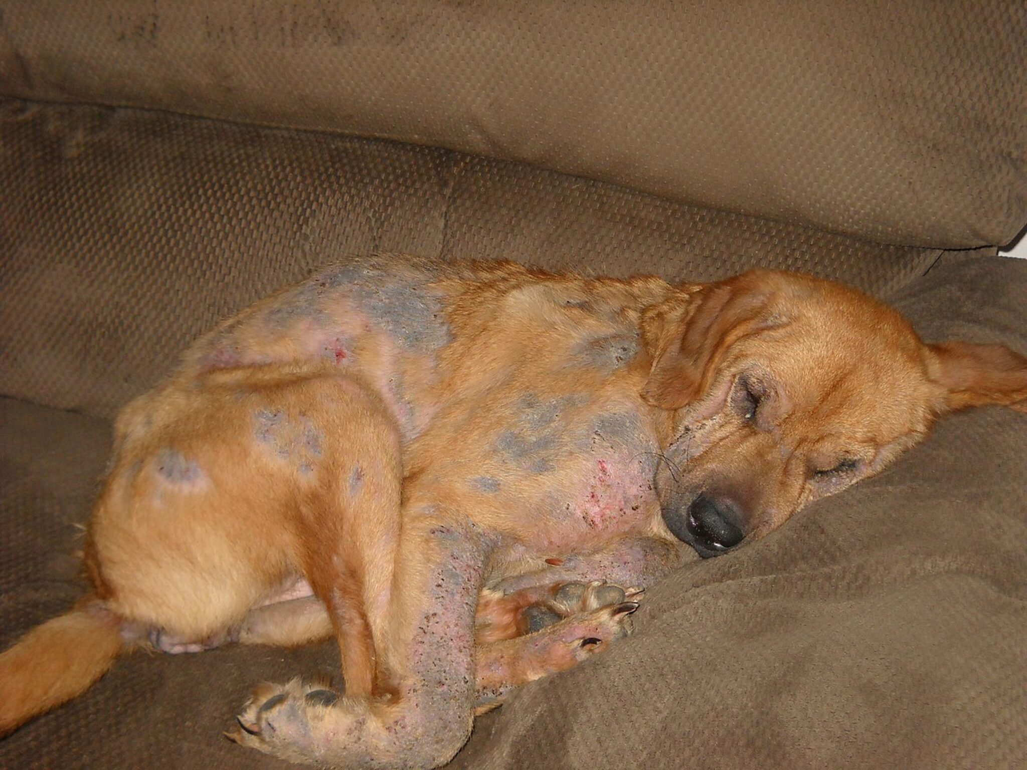 Folliculitis Bij Honden. Oorzaken, Symptomen En Behandeling