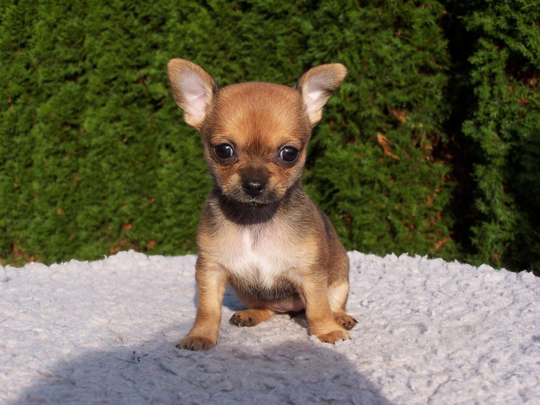 Hoe Weet Je Of Je Chihuahua Een Baby Heeft?